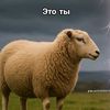 nesti.aao