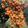 kadi.faysal