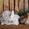 fourbunnytales