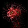 red_fl0wers
