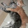 mostafa.mohamed3078