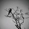 crow029507