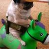 perro_seri