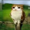 mandarunka_03
