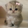 meaww8_