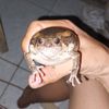 betmellll