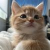 temu_techfinds