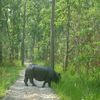 raju200005