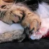 juliacats24