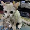 sikucingmeong96