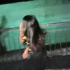 may05_niagisel