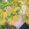 cctothe