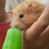 hamster.3259