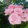 user4830813071967