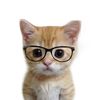 PhDKitty