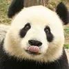 大熊猫吃全世界