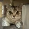 lolapinichi