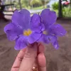 rosaliny.silva