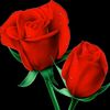user39859229197055