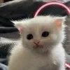 meow19378