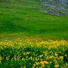bahar_0i