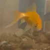 mini_mimas