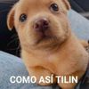 perro_chema
