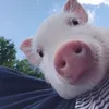 pig2913