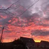 forrest_mcg7