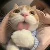 thi_hoa1411