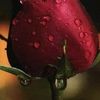 arshadhusain9942