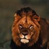 lionkingbbbb