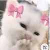 gulay123yy