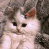 hamadi.doudou