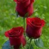 user140901823784