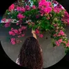maiam__91