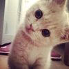 fanyaa98