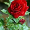 nor_alsmaa