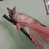 laynho4
