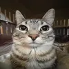 grey.cat55
