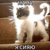 catyoumyr