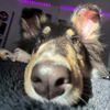 tiedye.pups
