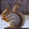 cureuil.mignon