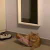 neyssajqy