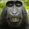 rooba_dan