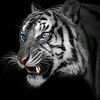 bocahmeded82