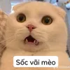 spcotam_
