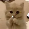 bindzaivcll