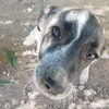 karaca.yusuf3