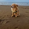 goku_abi0